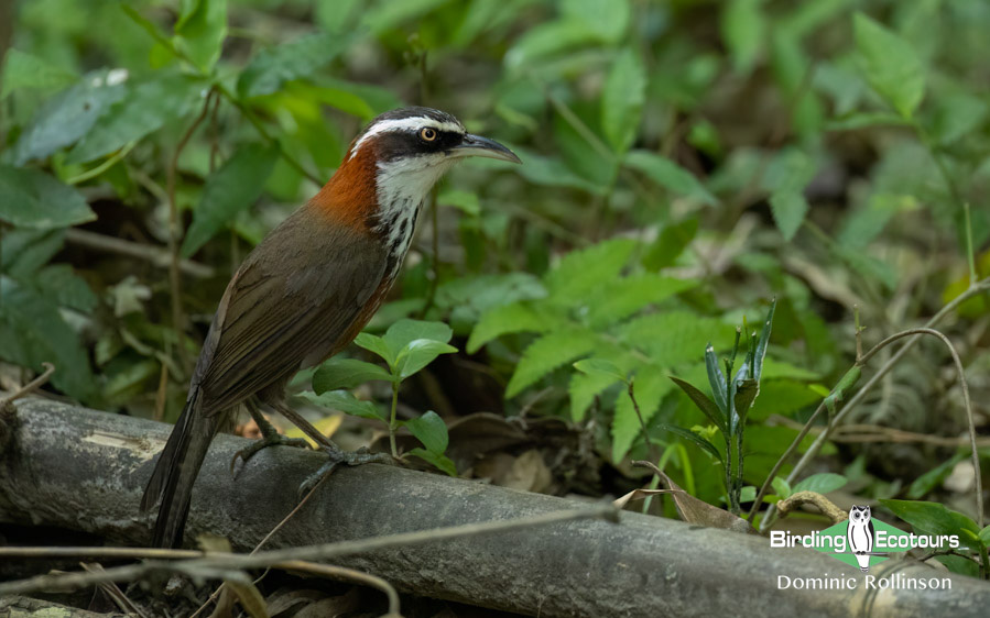 Taiwan Birding Extravaganza Trip Report