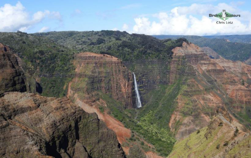 Hawaii Private Birding Tour Report
