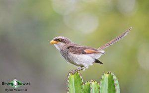 Eastern Uganda Birding Tour
