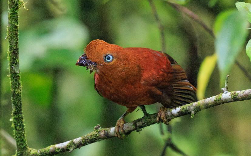 Colombia birding tour report