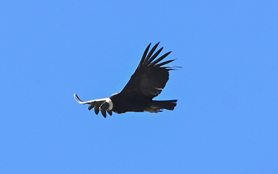 Northern Peru Birding
