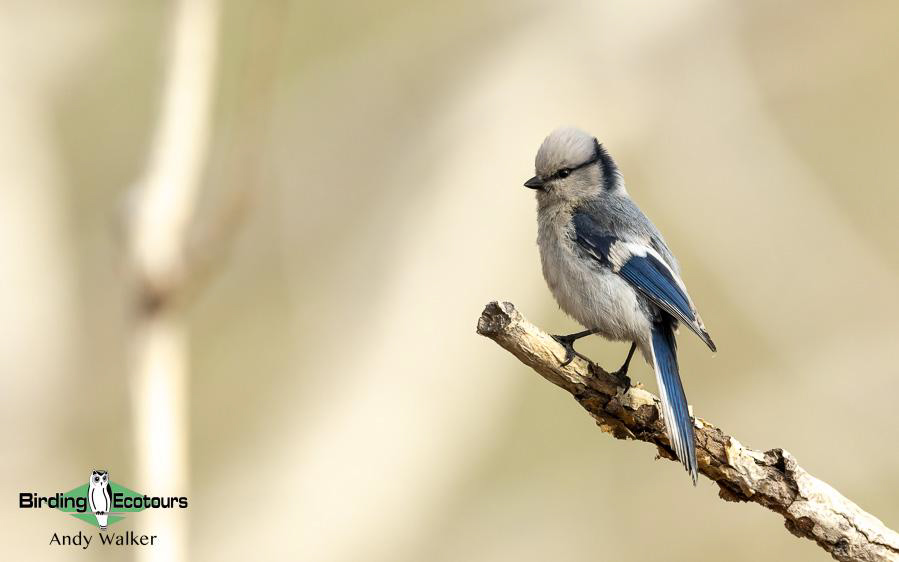 Mongolia Birding tour report