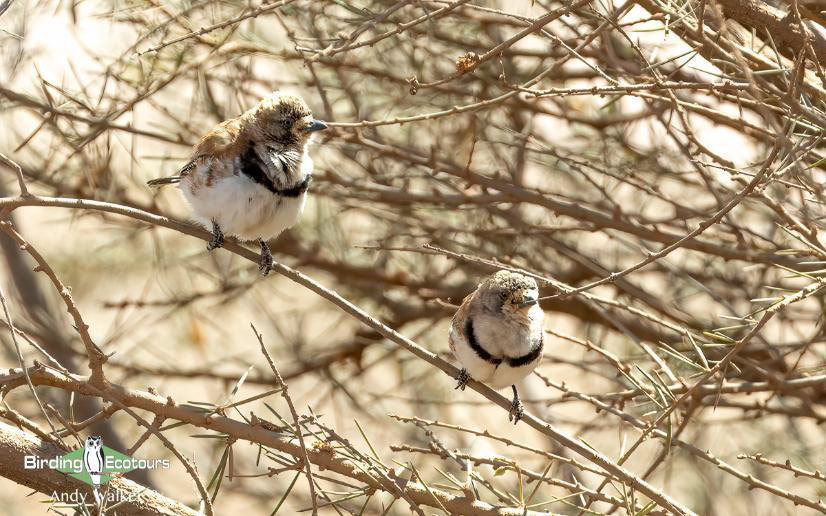 Australia Outback Birding Tour