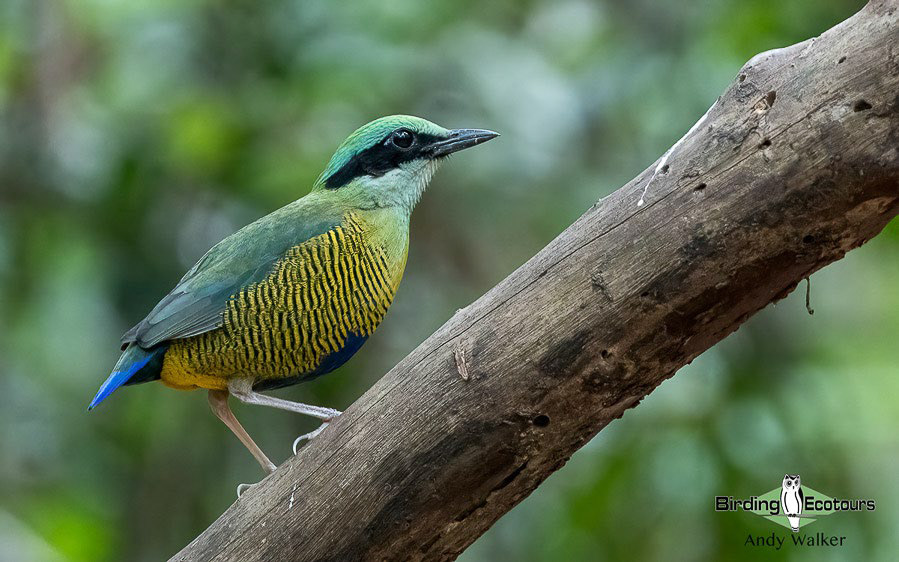 Birding Southern and Central Vietnam Trip Report