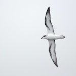 Mauritius Pelagic Day Trips