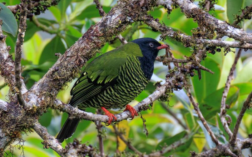 Colombia birding tour report