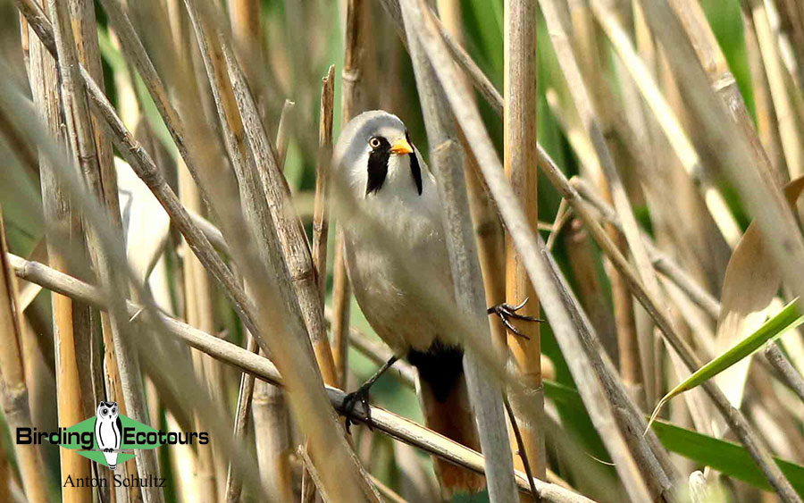 Bulgaria and Romania Birding trip report