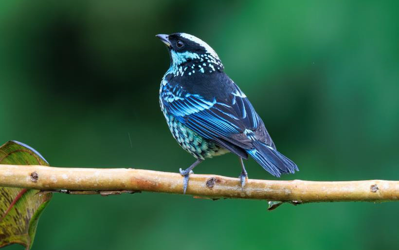 Colombia birding tour report