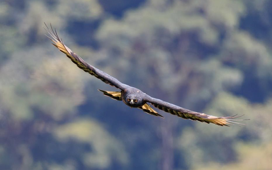 Colombia birding tour report