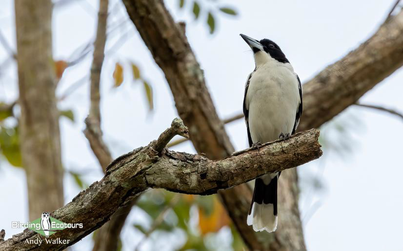 Australia Outback Birding Tour