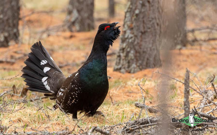 Mongolia Birding tour report