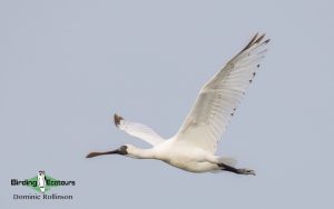 Taiwan birding tours
