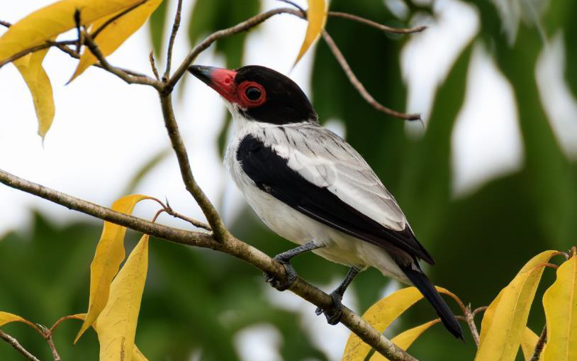 Colombia birding tour report