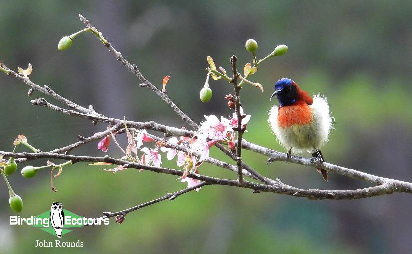 Birding Southern and Central Vietnam Trip Report