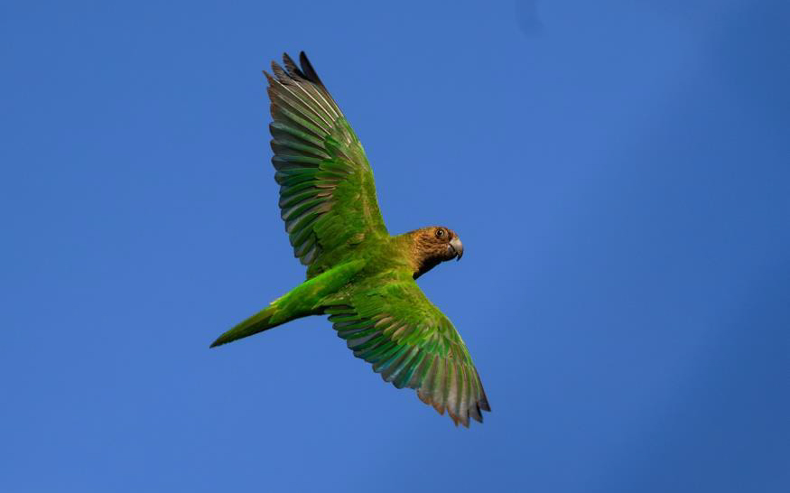 Colombia birding tour report