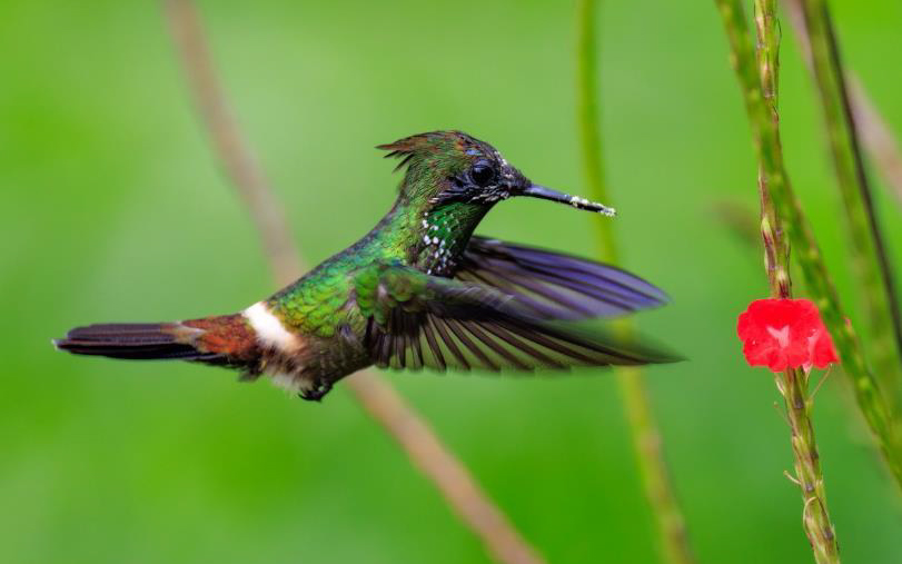 Colombia birding tour report