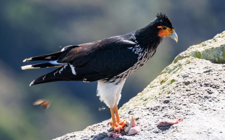 Colombia birding tour report
