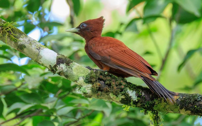 Colombia birding tour report