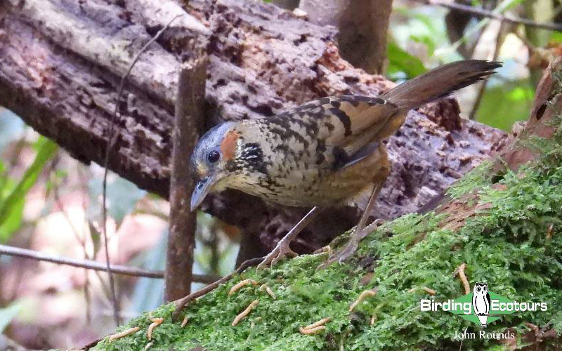 Birding Southern and Central Vietnam Trip Report