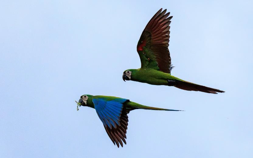 Colombia birding tour report