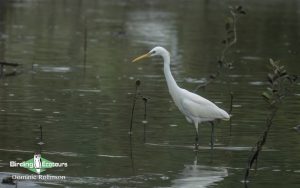 Taiwan birding tours