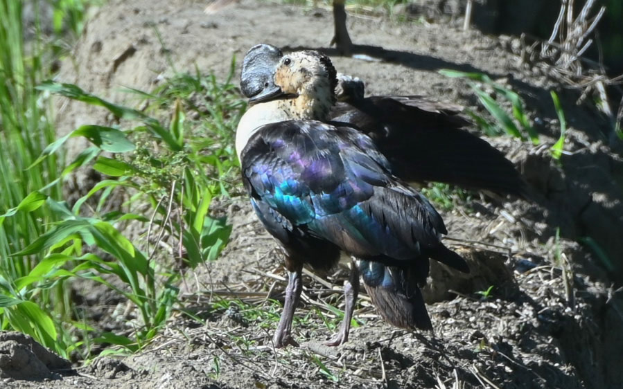 Northern Peru Birding