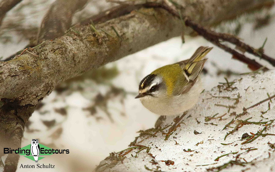 Bulgaria and Romania Birding trip report