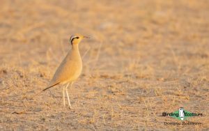 Socotra birding tours