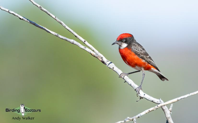 Australia Outback Birding Tour