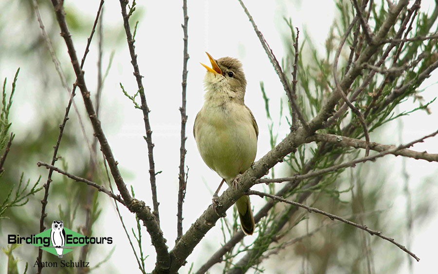 Bulgaria and Romania Birding trip report