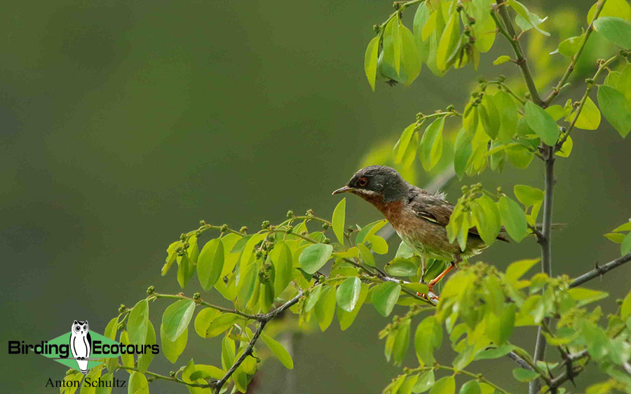 Bulgaria and Romania Birding trip report