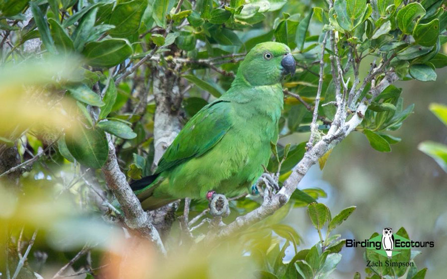 Mauritius Island Endemics Day Trip