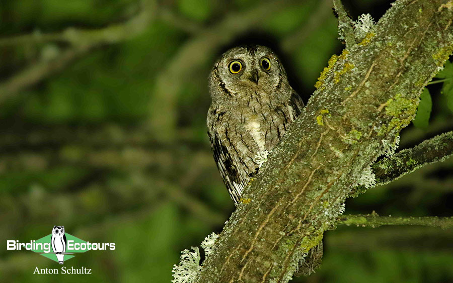 Bulgaria and Romania Birding trip report