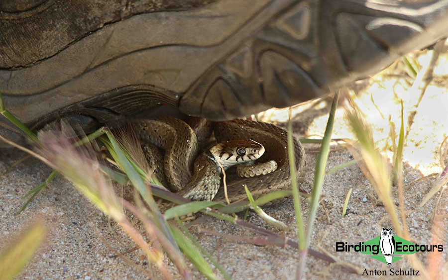 Bulgaria and Romania Birding trip report