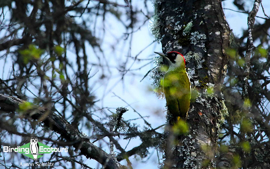 Bulgaria and Romania Birding trip report