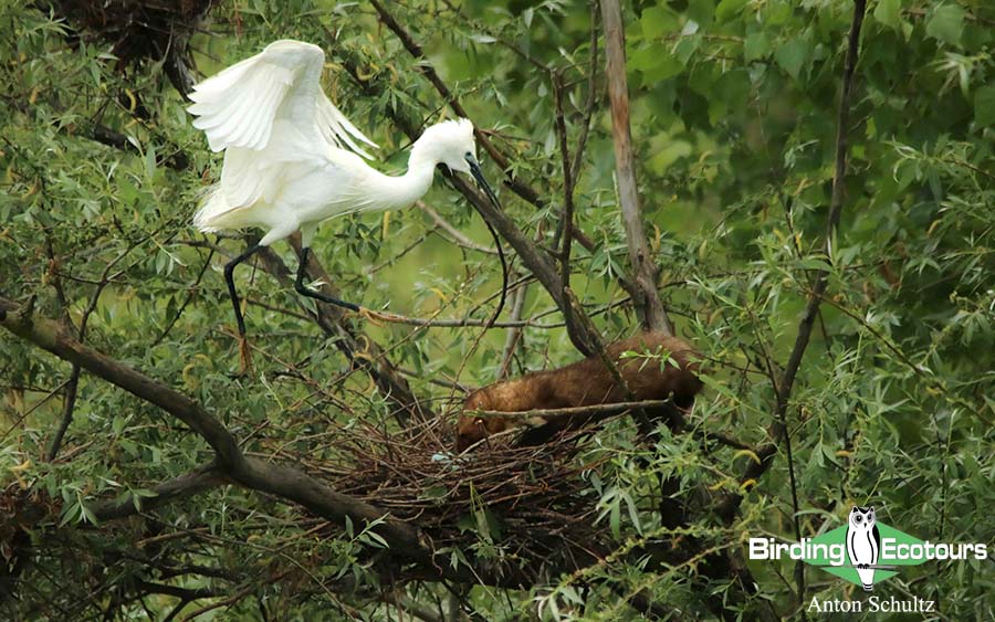 Bulgaria and Romania Birding trip report