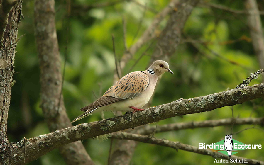 Bulgaria and Romania Birding trip report