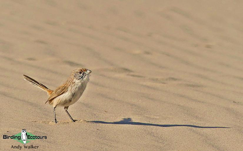Australia Outback Birding Tour