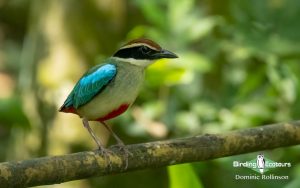 Taiwan birding tours