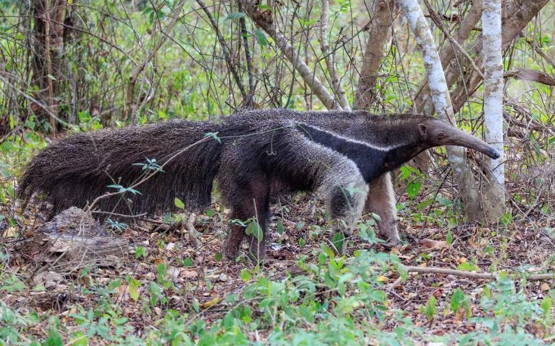 Colombia birding tour report