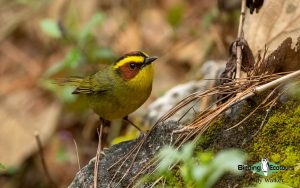 Southern Mexico birding tours