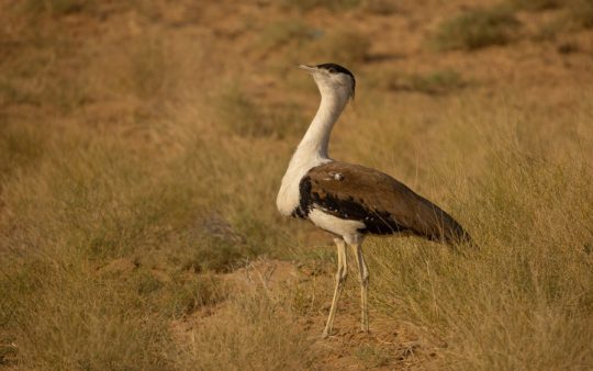 Northern India birding tour report