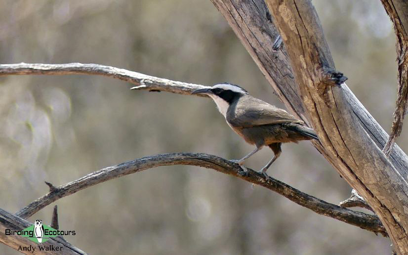 Australia Outback Birding Tour