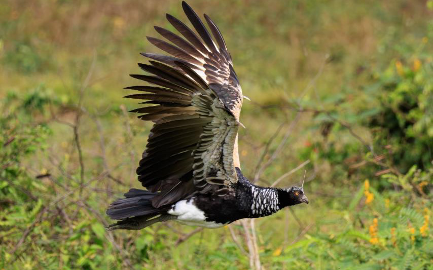Colombia birding tour report