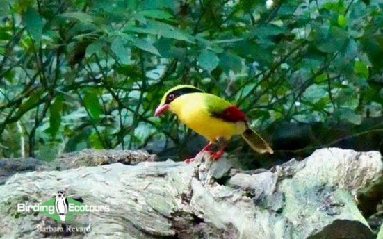 Birding Southern and Central Vietnam Trip Report