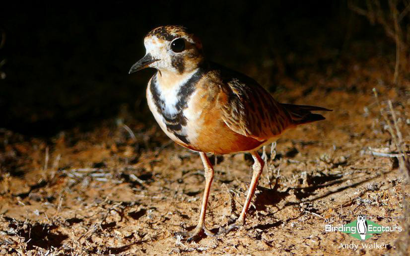 Australia Outback Birding Tour