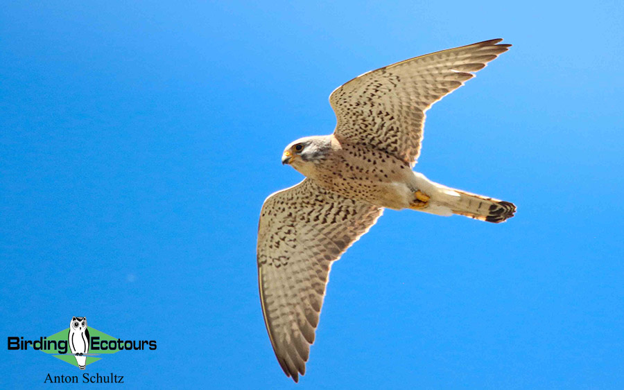 Bulgaria and Romania Birding trip report
