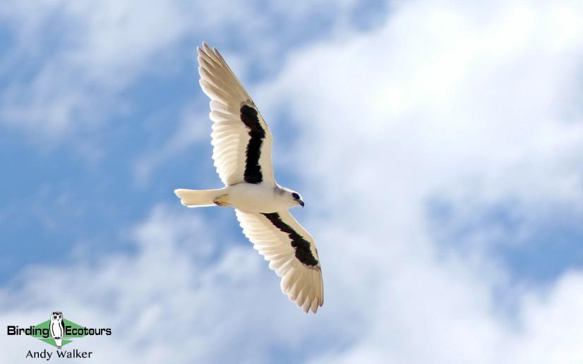 Australia Outback Birding Tour