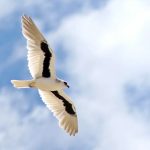 Australia Outback Birding Tour