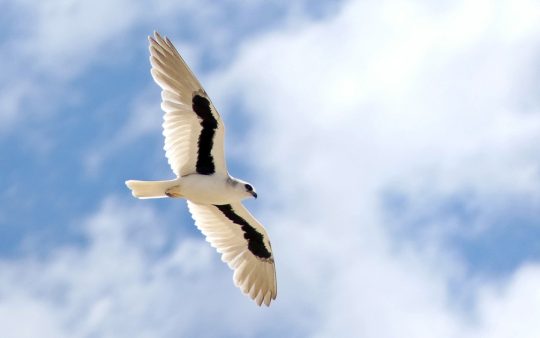 Australia Outback Birding Tour